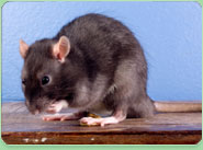 rat control Leighton Buzzard