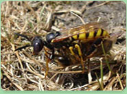 wasp control Leighton Buzzard
